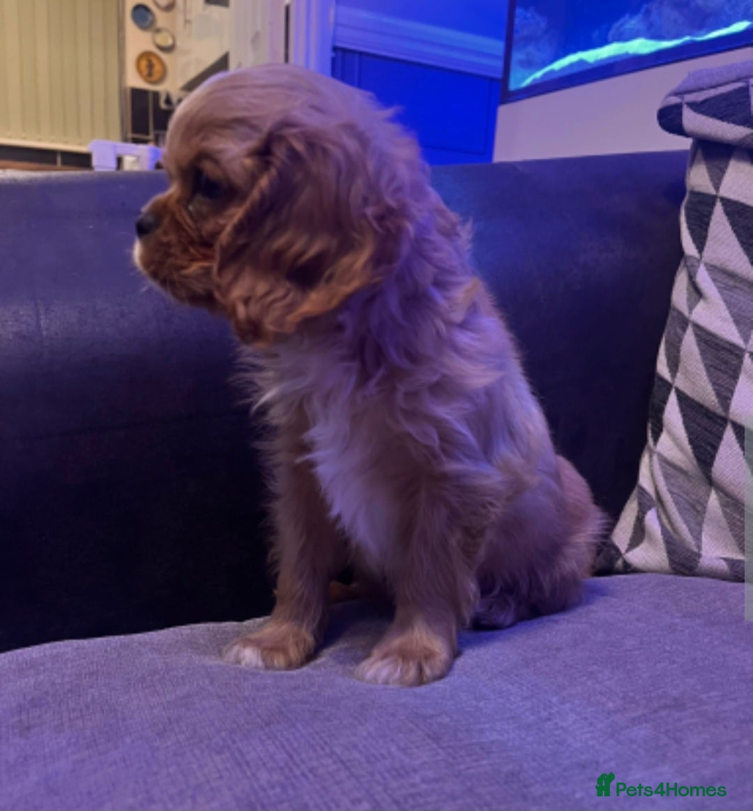 Cavalier King Charles Spaniel dogs for sale: Beautiful ruby ckcs puppies - Advert 7