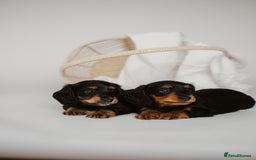 Miniature Dachshund dogs for sale: 🌿🌸🌳KC LONGHAIR MINI DACHSHUND PUPS🌳🌸🌿 - Image 23
