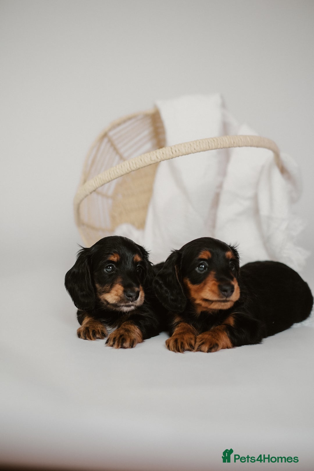 Miniature Dachshund dogs for sale: 🌿🌸🌳KC LONGHAIR MINI DACHSHUND PUPS🌳🌸🌿 - Image 23