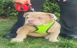 Olde English Bulldogge dogs for sale: Olde English bulldog  - Image 10