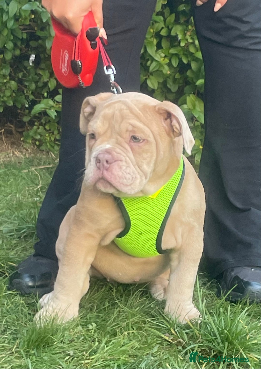Olde English Bulldogge dogs for sale: Olde English bulldog  - Image 10