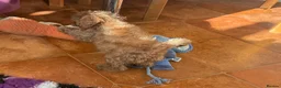 Cavapoo dogs for sale: Tiny Toy Cavapoo Puppies - Advert 14