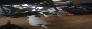 Moose 