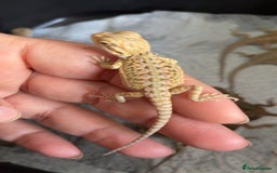 Bearded Dragon reptiles for sale: Baby bearded dragons hypo, trans, leatherback  - Image 7