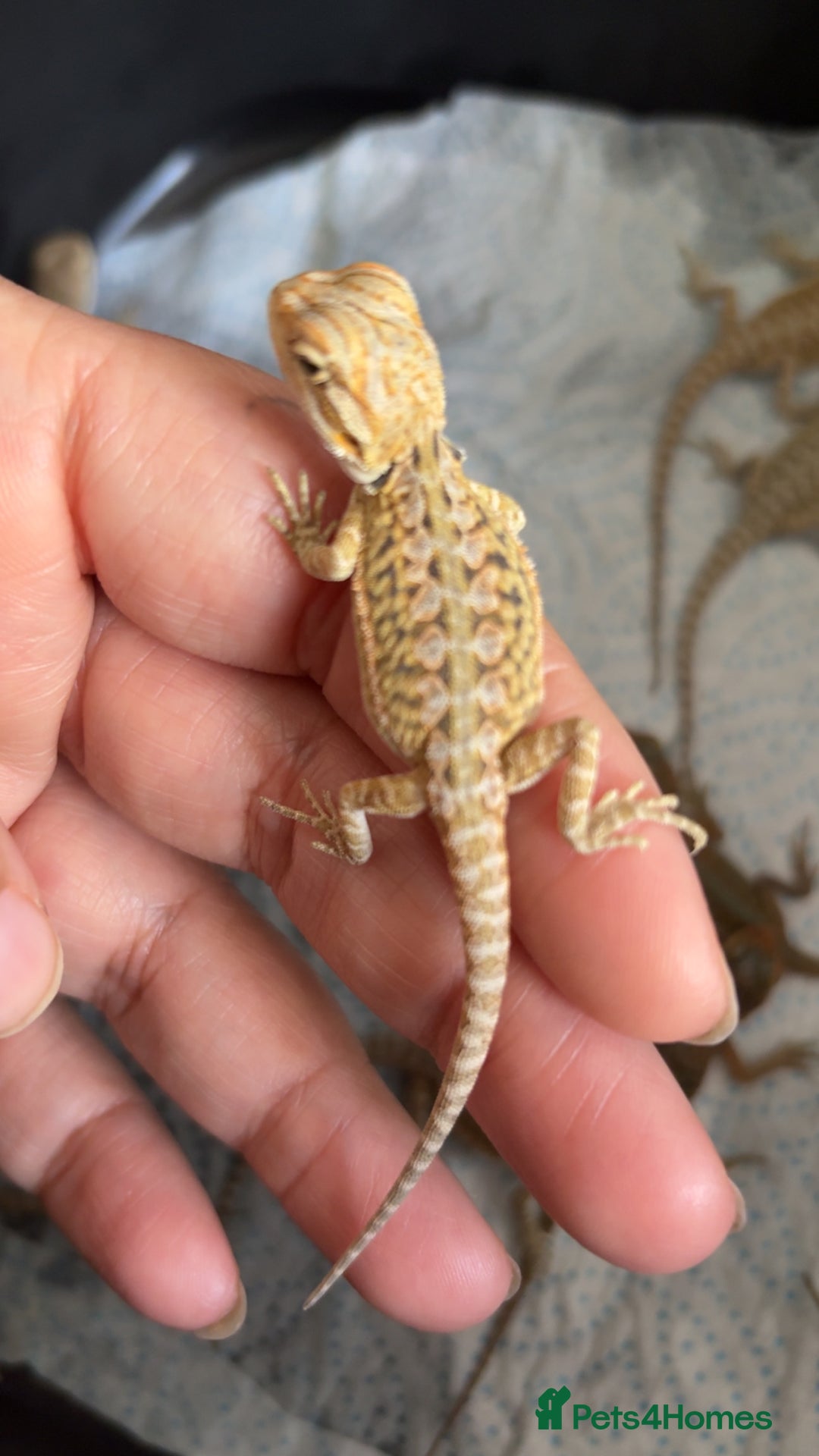 Bearded Dragon reptiles for sale: Baby bearded dragons hypo, trans, leatherback  - Image 7