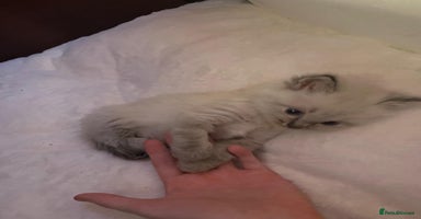 Ragdoll cats - Advert 2