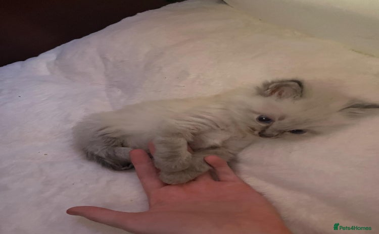 Ragdoll cats - Advert 1