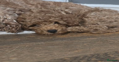 Cavapoo dogs - Advert 2