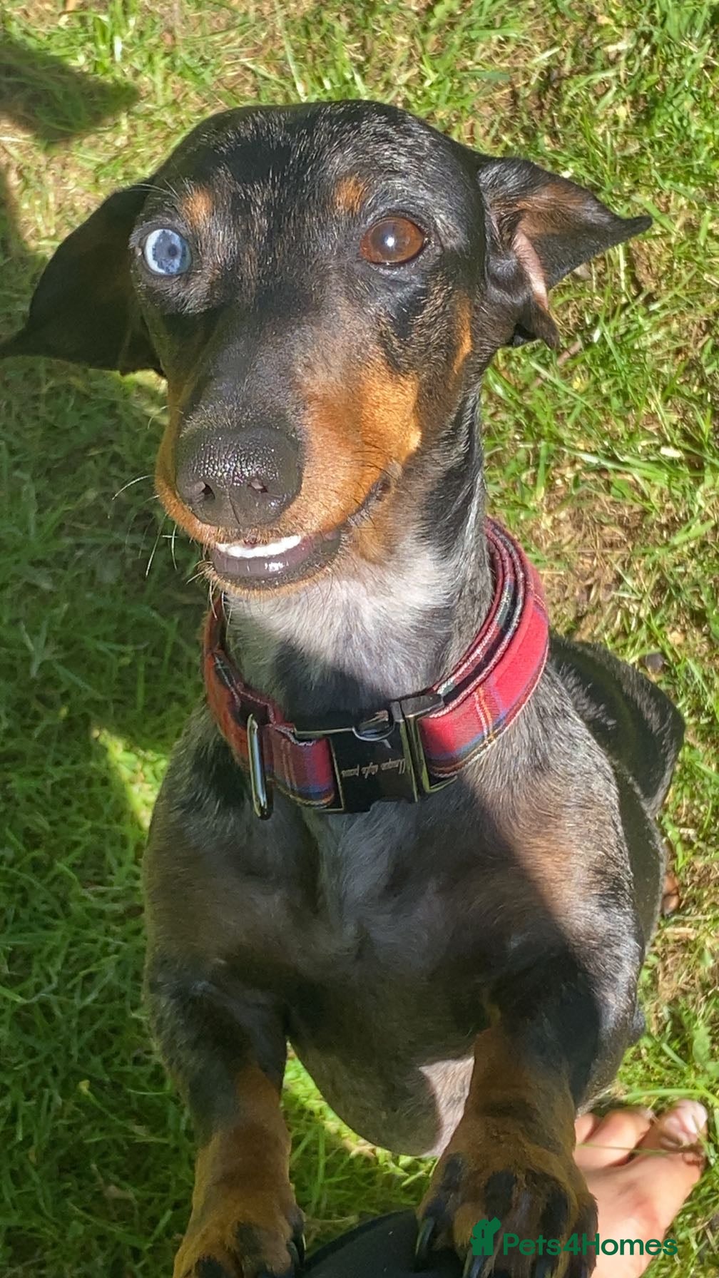 Miniature Dachshund dogs BEAUTIFUL PERFECT MINI DACHSHUND PEDIGREE PUP - Advert 2