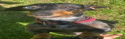 Miniature Dachshund dogs for sale: BEAUTIFUL PERFECT MINI DACHSHUND PEDIGREE PUP in Sheffield - Advert 1