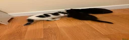 Mixed Breed cats for sale: 3 female kittens ready to go.  in Peterborough - Advert 7