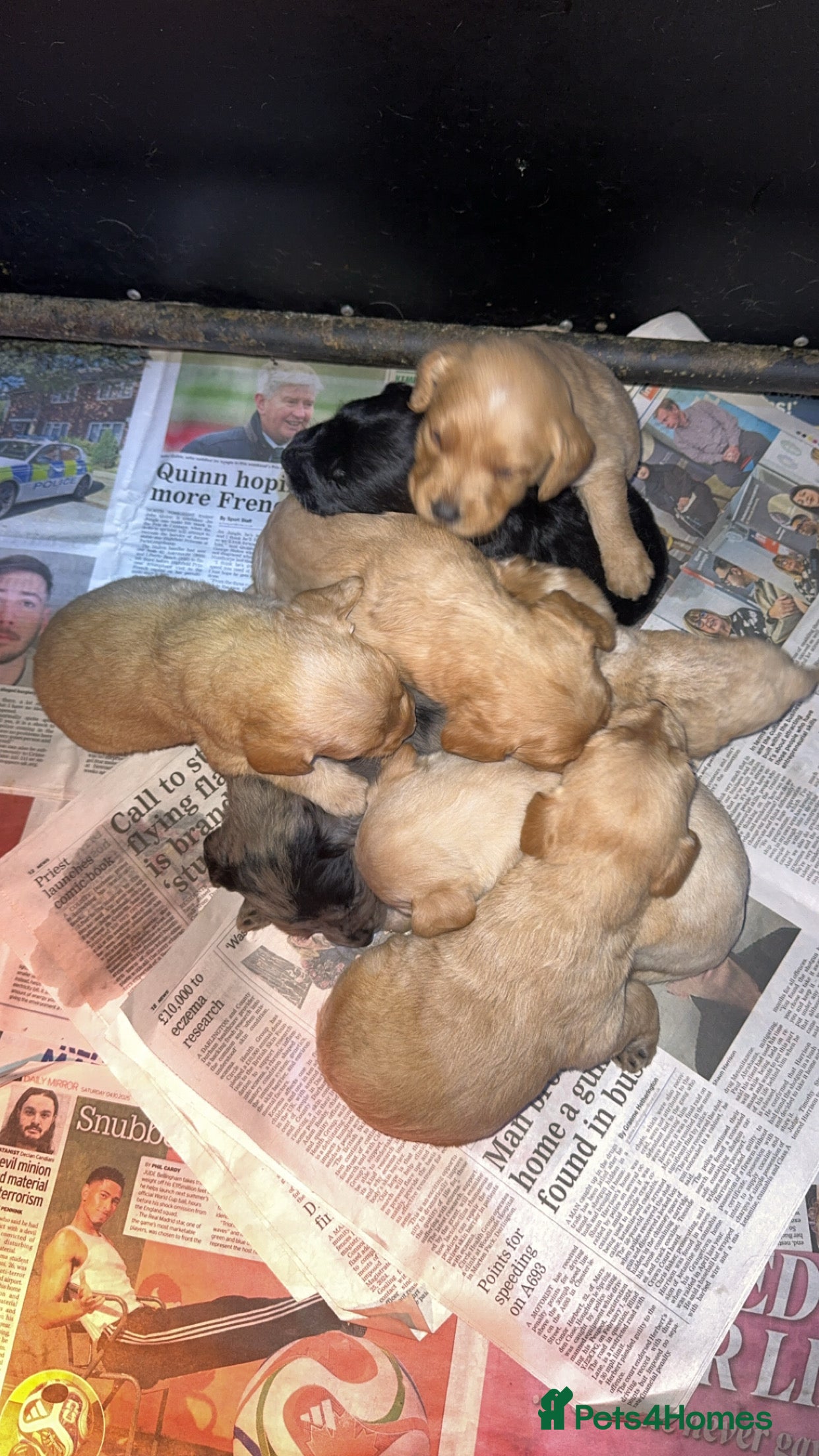 Labradoodle dogs miniature labradoodles pups  - Advert 14