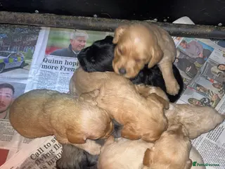 Labradoodle dogs miniature labradoodles pups - Advert 14