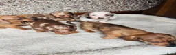 Dachshund dogs for sale: Stunning litter of dachshund pups  - Advert 13