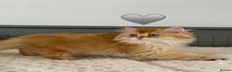 British Longhair cats for sale: Golden British BLH and BSH kittens  - Advert 12