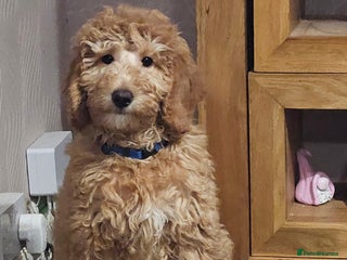 Mixed Breed dogs - Advert 4
