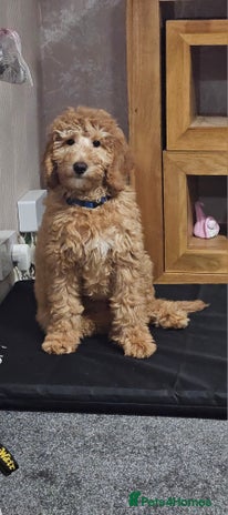 Mixed Breed dogs - Advert 3