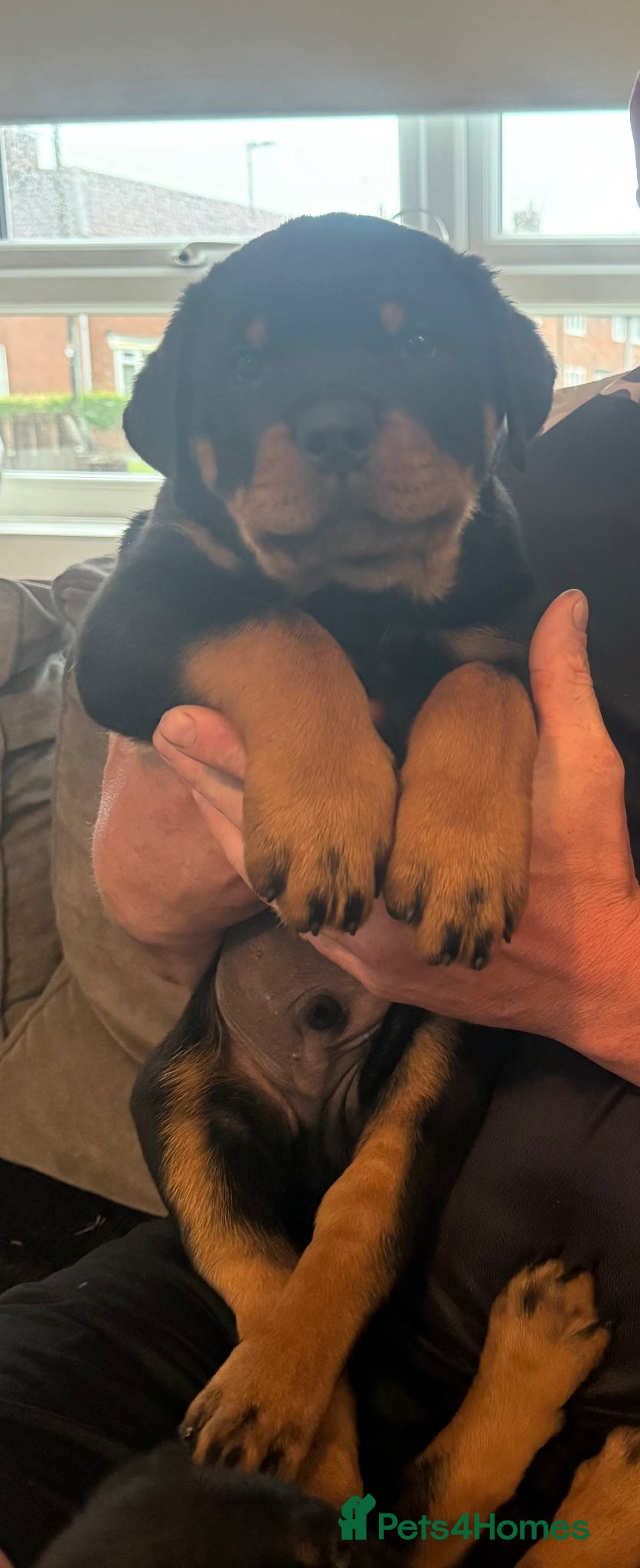 Rottweiler dogs Rottweiler pups - Advert 4