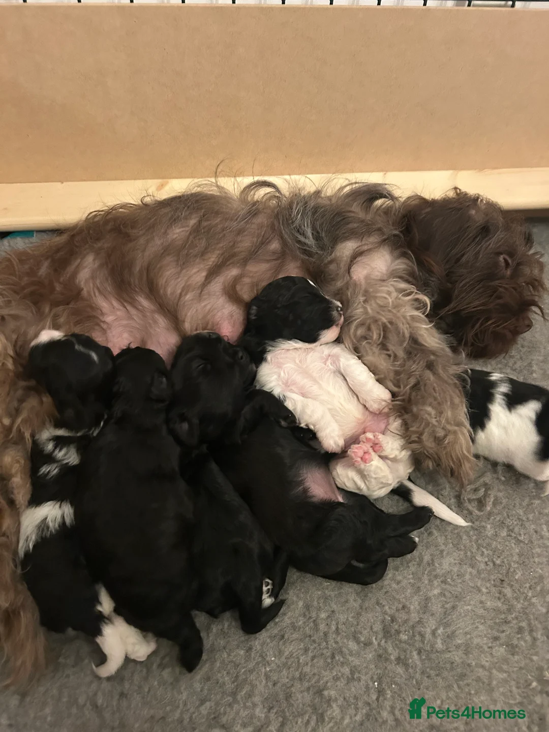 Mixed Breed dogs for sale: AMAZING JR X ZUSCHON PUPS - Advert 1