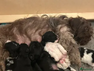 Mixed Breed dogs AMAZING JR X ZUSCHON PUPS - Advert 11