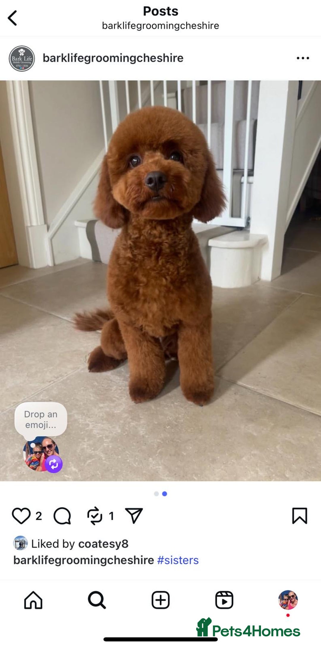 Cavapoo dogs for sale: Beautiful cavapoo pups  - Advert 5