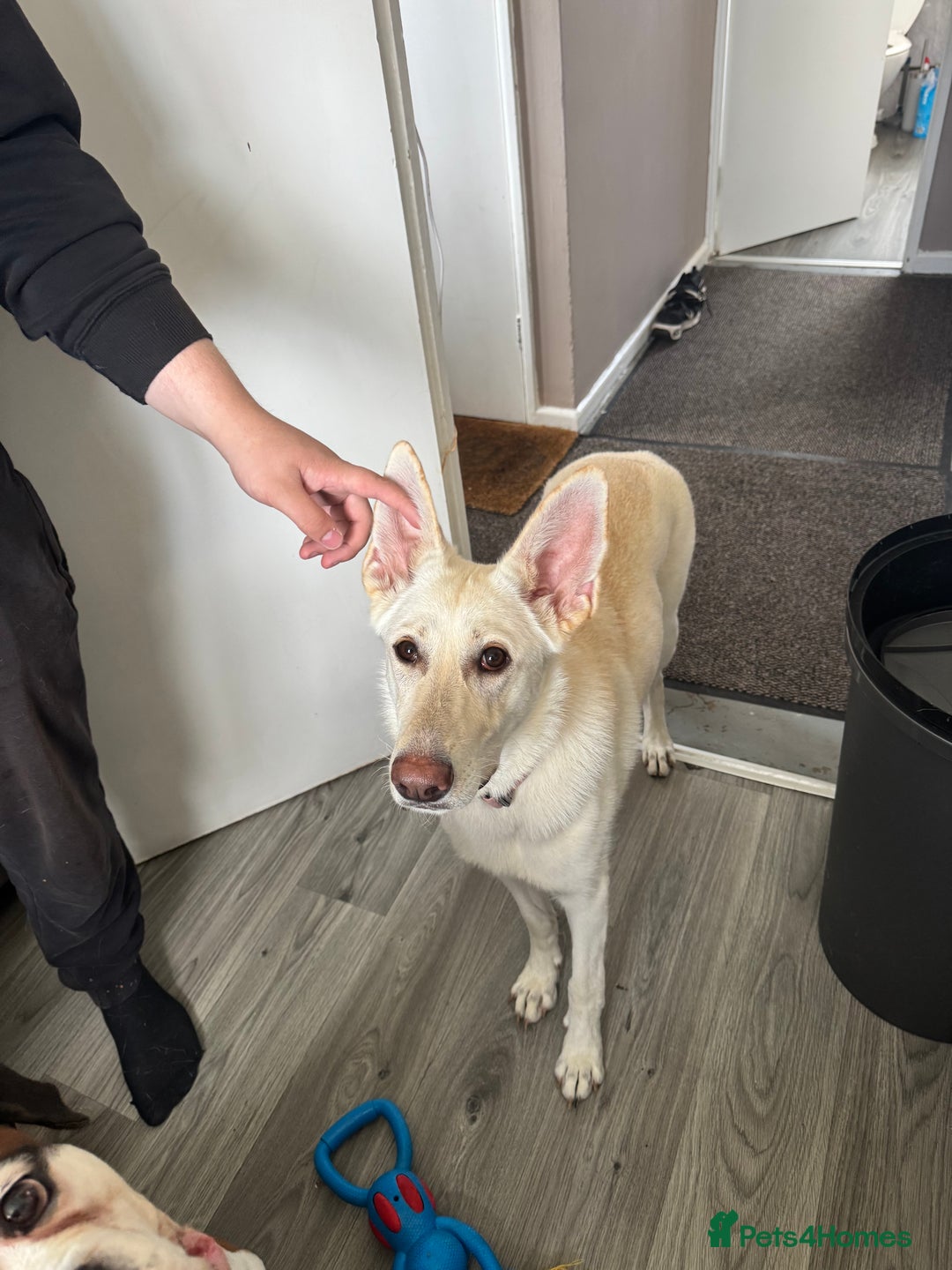 German Shepherd dogs for sale: Regina - Image 10