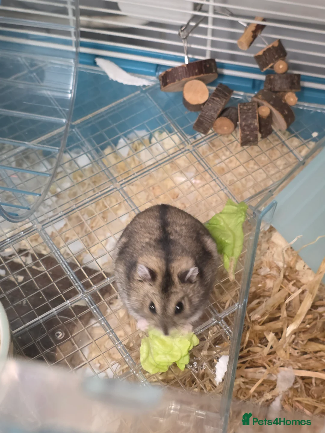 Hamster rodents for sale: Dwarf Hamster & Set Up - Advert 2