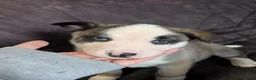 Huskita dogs for sale: 🐾HUSKITA PUPS❤️ - Advert 4