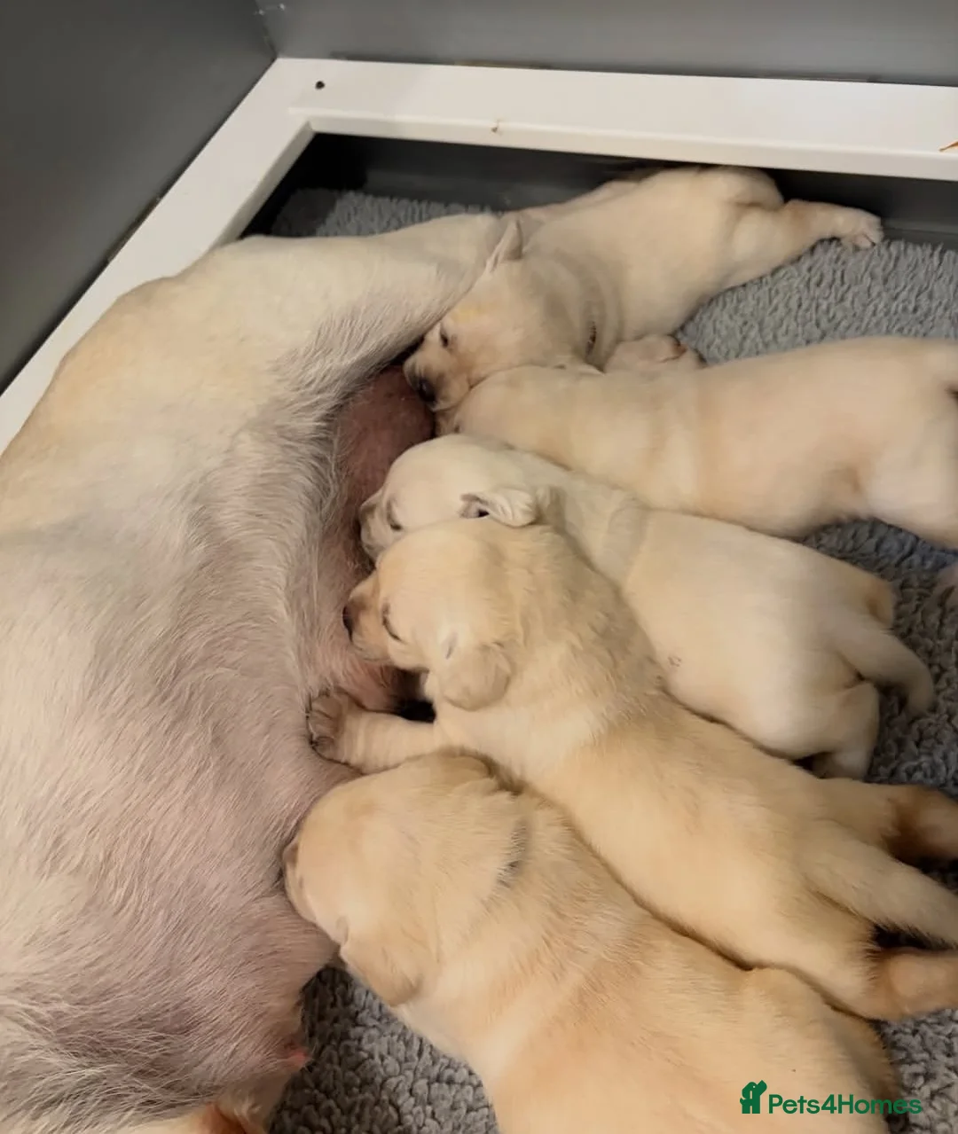 Labrador Retriever dogs for sale: Labrador puppys - Advert 12