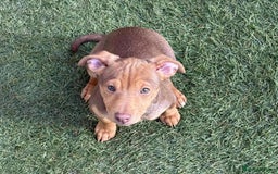 Jack Russell dogs for sale: Beautiful Muchwenlock Jack Russell puppies - Image 36