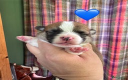 Welsh Corgi Pembroke dogs for sale: PEMBROKE CORGI PUPPIES  - they’ve arrived! - Image 1