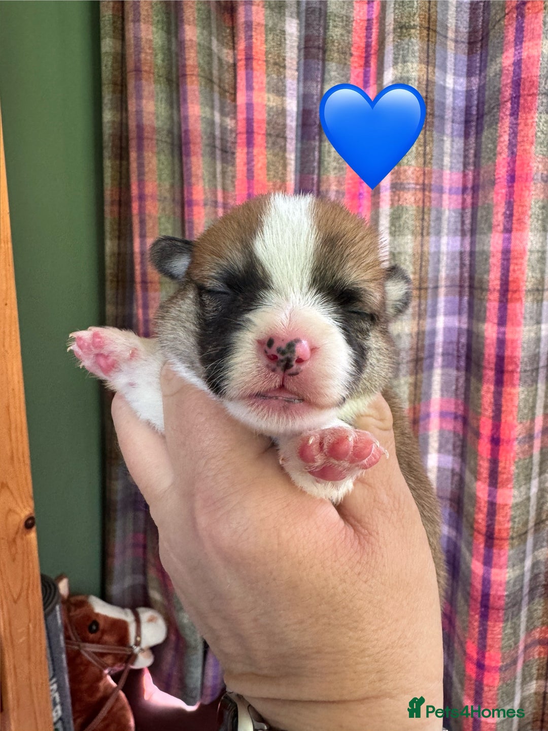 Welsh Corgi Pembroke dogs for sale: PEMBROKE CORGI PUPPIES  - they’ve arrived! - Image 1