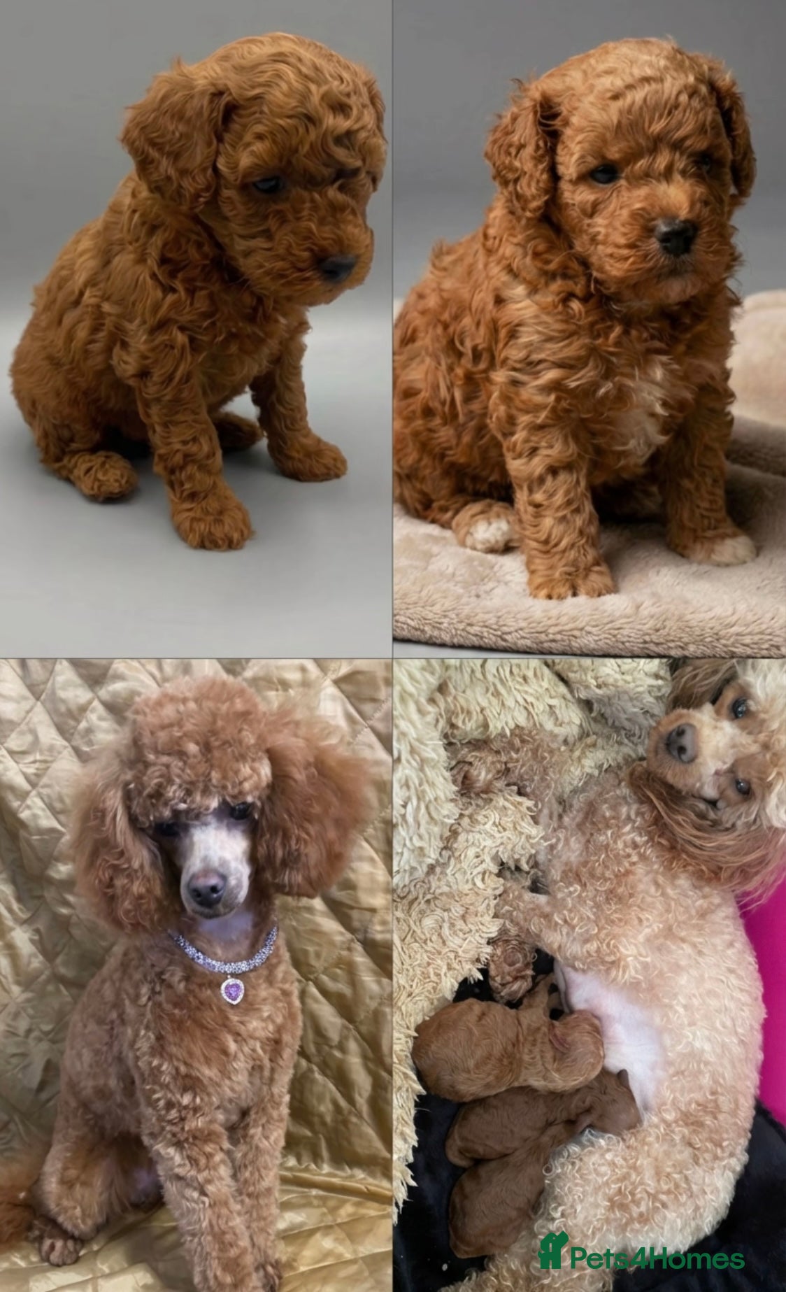 Toy Poodle dogs KC registered Toy Poodle. - Advert 1