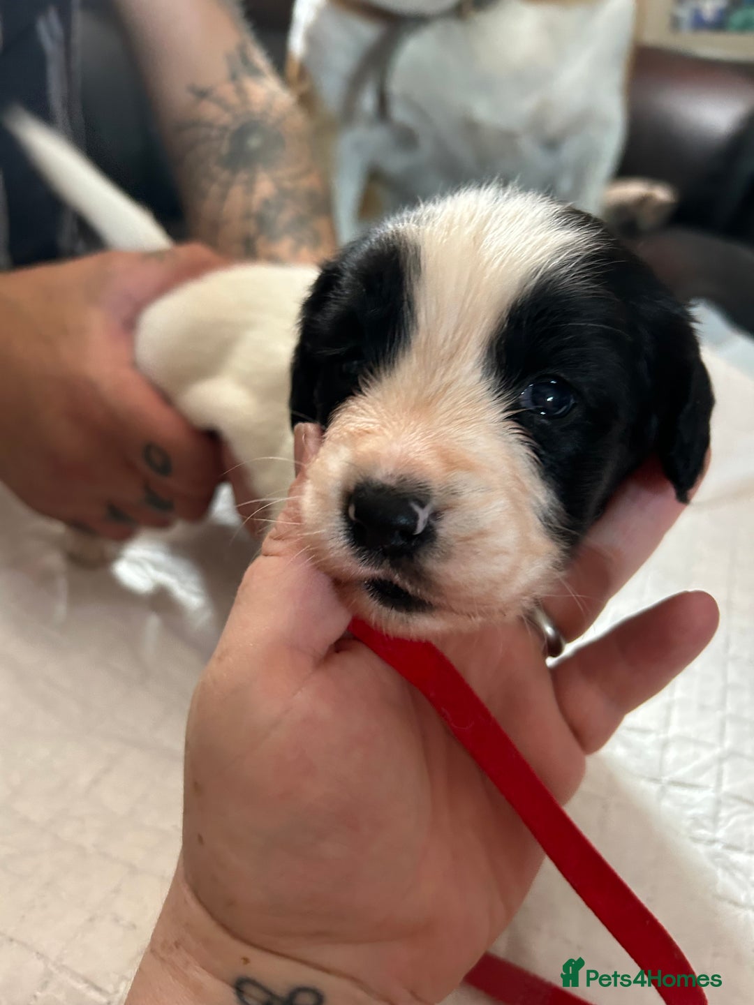 Sprocker dogs for sale: Beautiful surprise  - Image 5