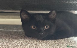 Mixed Breed cats for sale: Sibling kittens - mixed Moggy - Image 2