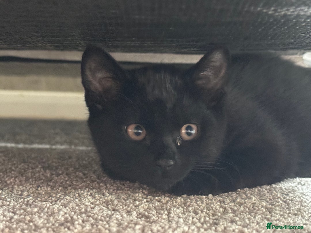 Mixed Breed cats for sale: Sibling kittens - mixed Moggy - Image 2