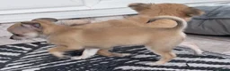 Chihuahua dogs for sale: gorgeous puppies in hull - Advert 12