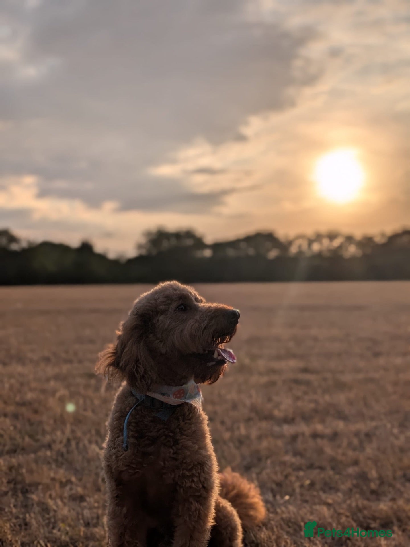 Mini Goldendoodle dogs Lovely male mini golden-doodle for rehoming! - Advert 5