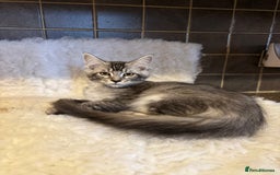 Maine Coon cats for sale: 3 Stunning Maine Coon Boys Ready To Go Now!!! - Image 9