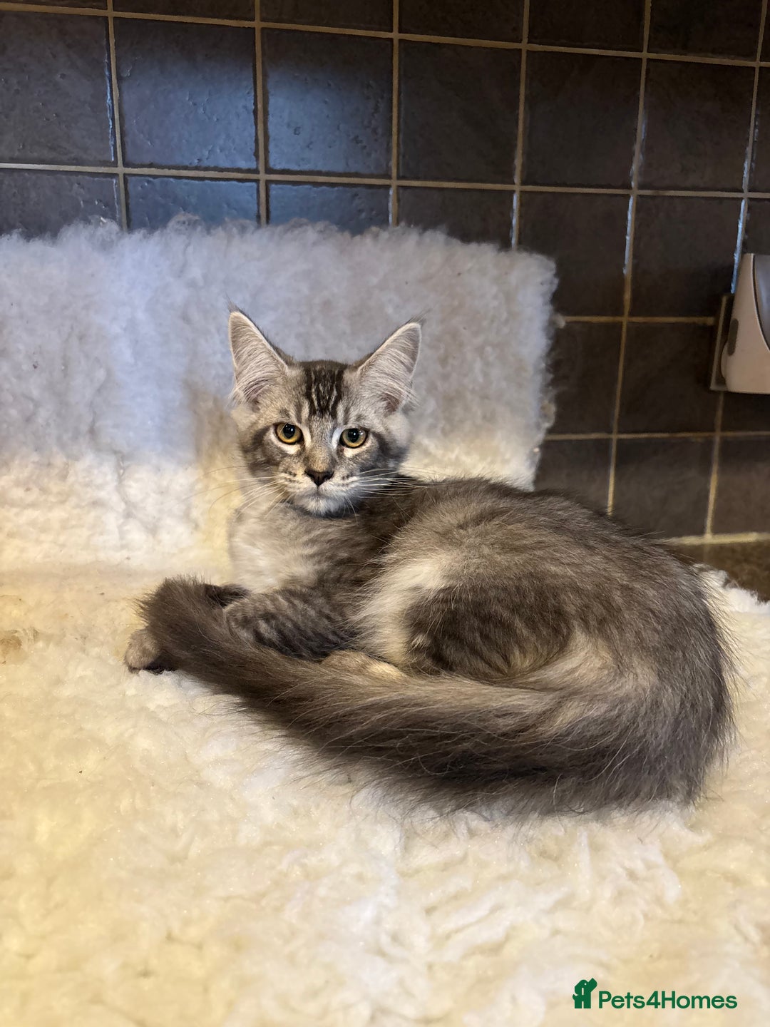 Maine Coon cats for sale: 3 Stunning Maine Coon Boys Ready To Go Now!!! - Image 9