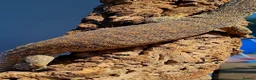 Monitor reptiles for sale: Varanus flavirufus gouldii - Advert 2