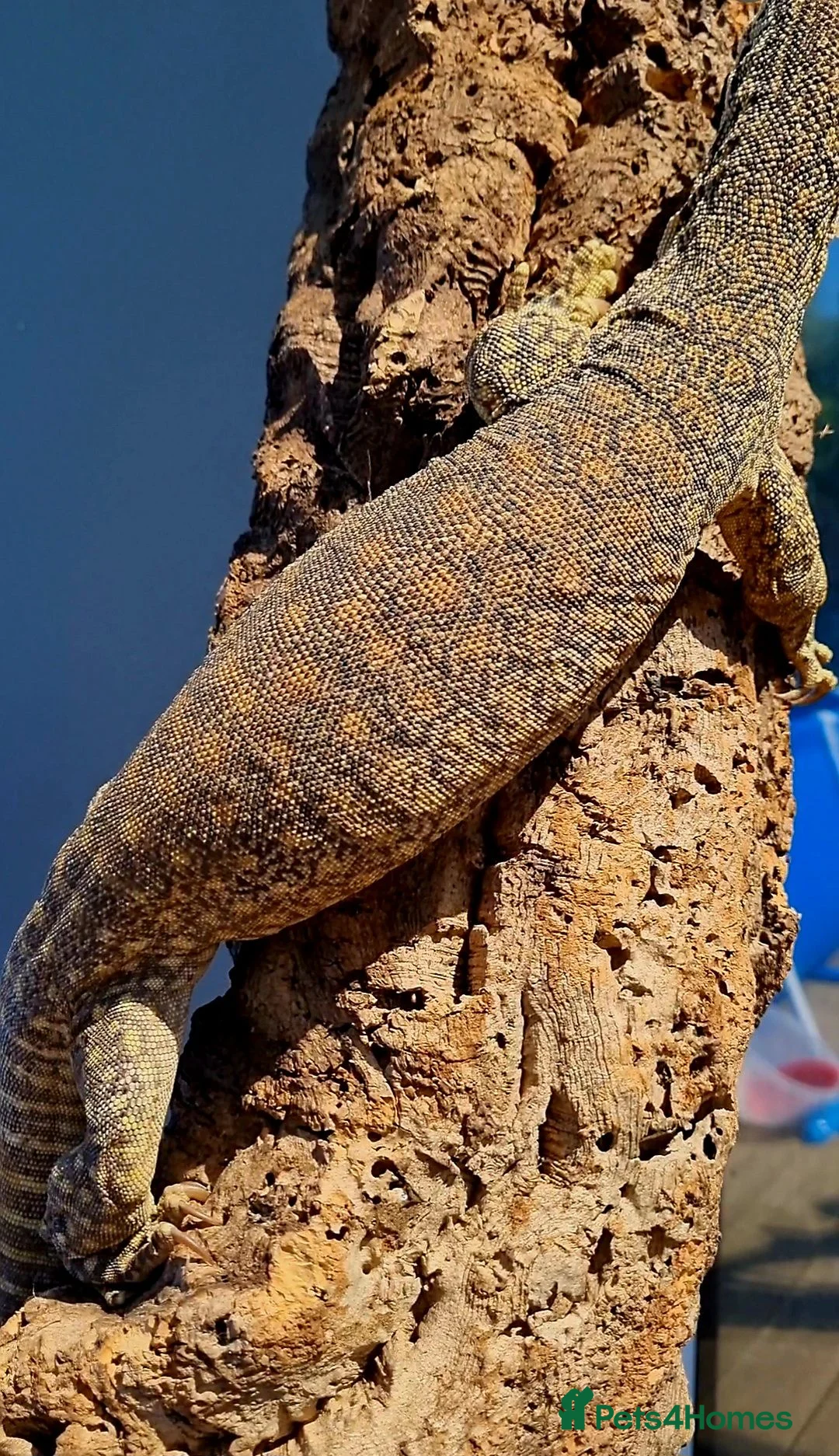 Monitor reptiles for sale: Varanus flavirufus gouldii - Advert 2