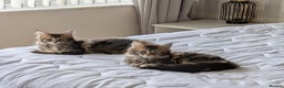 Maine Coon cats for sale: Stunning chocolate tabby kittens  - Advert 1