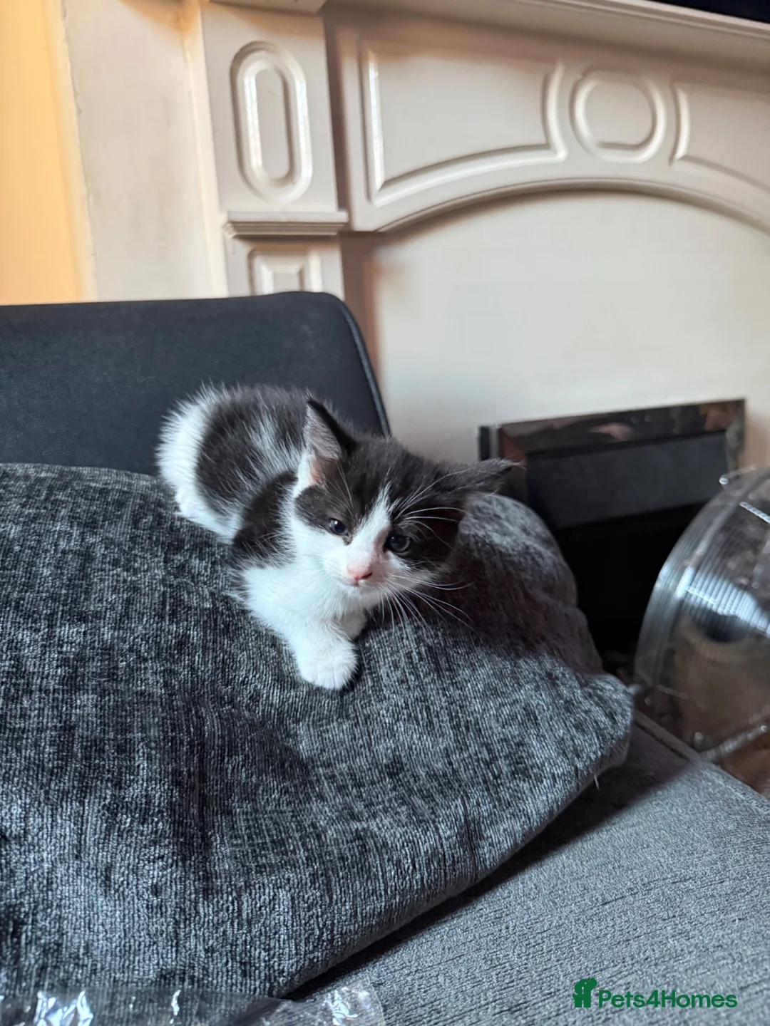 Mixed Breed cats for sale: Stunning ragdoll cross kittens  in Barking - Advert 2