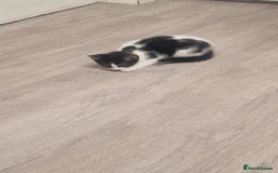 Mixed Breed cats for sale: 1 black and white kitten  - Image 5