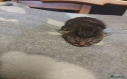 Mixed Breed cats for sale: 4 beautiful kittens - Image 7