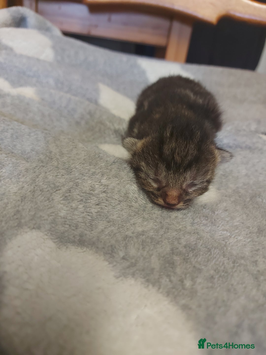Mixed Breed cats for sale: 4 beautiful kittens - Image 7