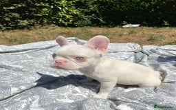 French Bulldog dogs for sale: French bulldog puppies - 3 boys 1 girl (pink husky - Image 14