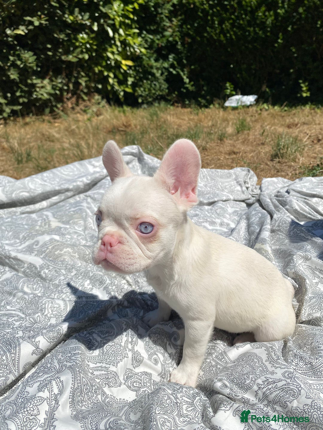 French Bulldog dogs for sale: French bulldog puppies - 3 boys 1 girl (pink husky - Image 14
