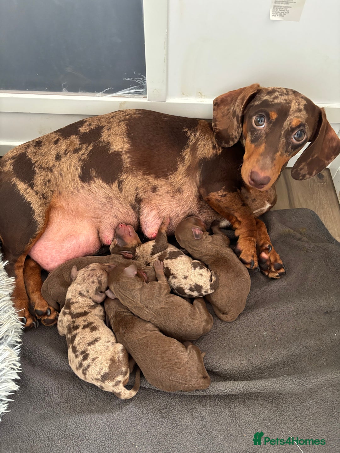 Miniature Dachshund dogs for sale: Beautiful miniature dachshunds  - Image 20